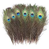 Peacock feathers plumage